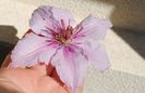 clematis Marmori