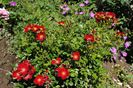 Bienenweide Rot
