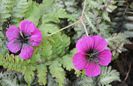 geranium-sandrine