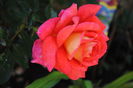 Parfum de Grasse