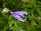 Aquilegia Blue (2016, April 11)