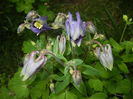 Aquilegia Blue (2016, April 14)
