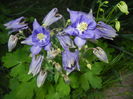 Aquilegia Blue (2016, April 17)