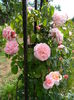 Rose de Tolbiac