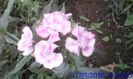 IMG_20160527_152445