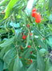 Goji Big Lifeberry,28.05.2016