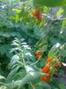 Goji Big Lifeberry,28.05.2016