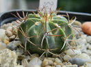 Melocactus sp.