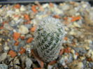 T. subterraneus ssp. zaragosae