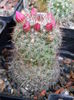 Mammillaria necunoscuta 1