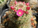 Mammillaria necunoscuta 1