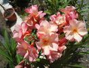 final de mai (17)
