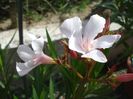 final de mai (28)