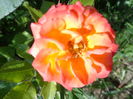 DSC03371