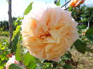 DSC03376