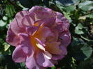 DSC03407