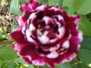 DSC03408