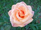 DSC03464