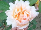 DSC03496