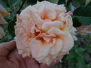 DSC03498