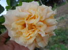 DSC03500