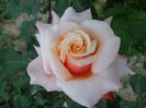 DSC03501