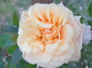 DSC03502