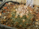 Turbinicarpus viereckii ssp. neglectus