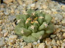 Turbinicarpus alonsoi