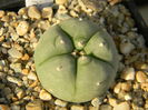 Lophophora williamsii 1