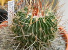 Echinofossulocactus crispatus