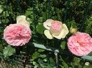 Eden Rose. Multumesc, Flora !
