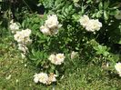 Ghislaine de Feligonde - Flora