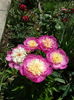 DSC03770