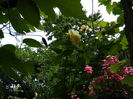 DSCN9826