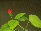 DSCN9885