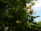 DSCN9894
