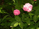 DSCN9897