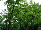 DSCN9905