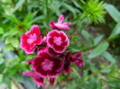 DSCN9919