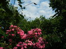 DSCN9929