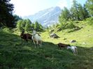Alpine si Saanen frumoase