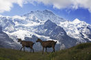 Alpinele pe munte-ty7