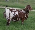 Caprita Boer frumusica-pp8