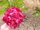 Paeonia Francouat Ortegat