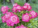 Paeonia Nipon Beauty