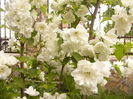 Philadelphus Schneestorm