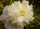 Paeonia Primavera