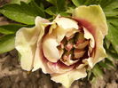 Paeonia itoh Cannary Brilliants