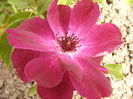 Rosa Burgundy Ice